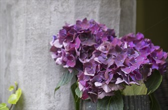 Vase with hydrangeas, North Rhine-Westphalia, Germany, Europe