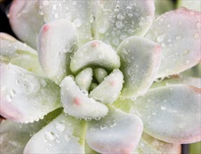 Beautiful succulent plant in greenhouse. Closeup, floral patterns, selective focus