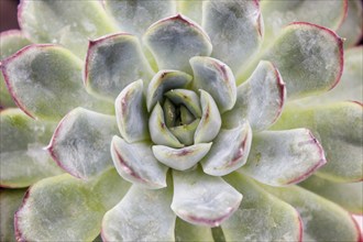 Beautiful succulent plant in greenhouse. Closeup, floral patterns, selective focus