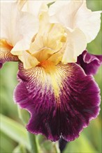 Beautiful multicolored iris flower bloom in the garden. Close up, fragility and summer concept