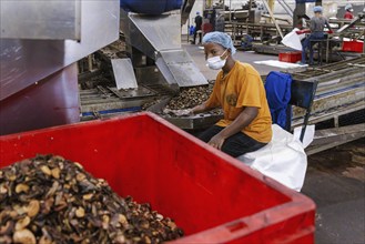 KAJU, cashew factory. Employees picking out the whole nuts from the shells on a conveyor belt,