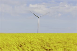 A wind turbine in a rapeseed field, photographed in Vierkirchen, 12/04/2024