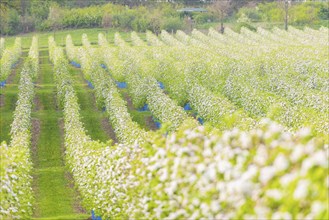 Orchards in bloom near Wittgensdorf in the Eastern Ore Mountains, Wittgensdorf, Saxony, Germany,