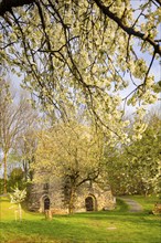 Fruit blossom near Maxen in the Eastern Ore Mountains at the historic lime kiln, Maxen, Saxony,