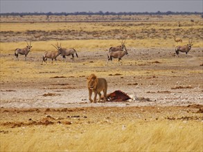 A lion has killed a zebra and is guarding the remains at a waterhole. Charitsaub Waterhole, Halali,