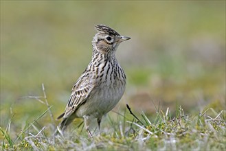 Eurasian skylark (Alauda arvensis) showing raised short blunt crest on the head while foraging on