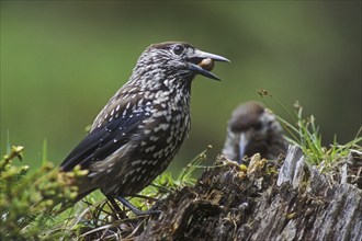 Spotted nutcracker, Eurasian nutcracker (Nucifraga caryocatactes) perched on tree stump with nut in