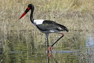 Saddle-billed Stork (Ephippiorhynchus senegalensis) wading in swamp, Moremi National Park,