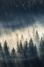 Fog and forest in Oberägeri in the canton of Zug, Switzerland, Europe