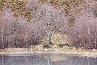 Reddish birch trees overgrown with moss are reflected in the water of a loch covered with ice