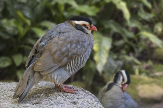 Arabian partridge (Alectoris melanocephala) couple, ground-dwelling bird native to the southern