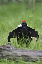 Black grouse (Tetrao tetrax) male displaying, Germany, Europe