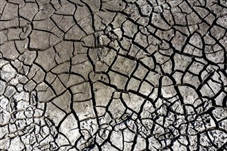 The bottom of a dried-up fish pond in Reckahn in Brandenburg looks like parched desert soil. The