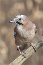 Eurasian Jay (Garrulus glandarius) on a branch in the forest