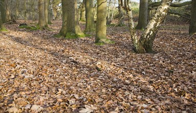 Fallen leaves forming layer of leaf litter on deciduous woodland floor in winter, Suffolk, England,