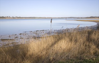 Low tide with exposed sand and mudflats, River Deben, Sutton, Suffolk, England, United Kingdom,