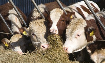 Pedigree Hereford cattle eating hay, Boyton, Suffolk, England, United Kingdom, Europe