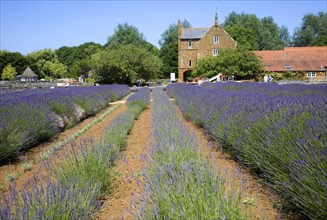 Lavender plants at Norfolk Lavender garden centre attraction, Heacham, Norfolk, England, United