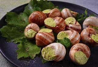 Grape snails, stuffed in burgundy, french cuisine