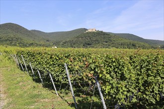 View from the vines to the Haard with Hambach Castle in the background