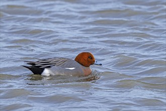 Eurasian wigeon, European wigeon (Mareca Penelope, Anas penelope) male dabbling duck swimming in