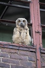 Eurasian eagle-owl (Bubo bubo), fledged young bird, in an old window frame, industrial building,