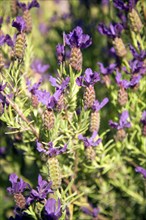 Lavender plant flowers close up