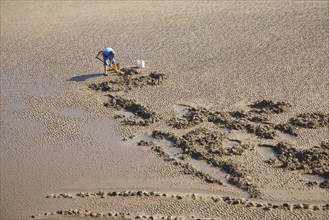 Man digging for worms on the beach, Bridlington, Yorkshire, England, United Kingdom, Europe