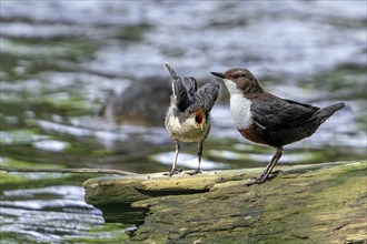 White-throated dipper, Central European dipper (Cinclus cinclus aquaticus) fledgling begging parent