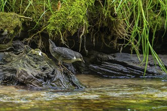 White-throated dipper, Central European dipper (Cinclus cinclus aquaticus) juvenile in stream,