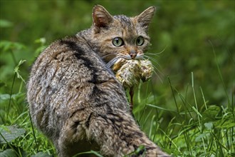 European wildcat, wild cat (Felis silvestris silvestris) with caught bird chick in underbrush,