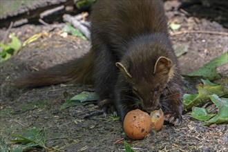 European pine marten (Martes martes) eating egg yolk, yoke from broken chicken egg