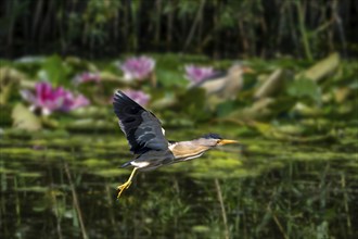 Common little bittern (Ixobrychus minutus, Ardea minuta) adult male flying past water lilies,