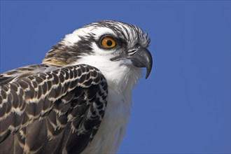 Western osprey (Pandion haliaetus), portrait, Everglades NP, Flamingo, Florida, USA, North America