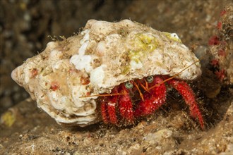 Red Striated hermit crab (Dardanus arrosor) walks with house made of shell from sea snail over