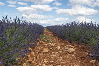 Flowering lavender field (Lavandula angustifolia), Plateau de Valensole, Département