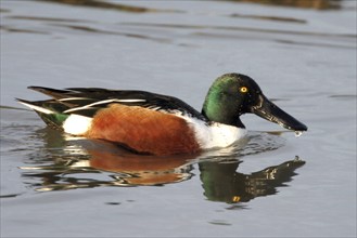 Northern shoveler (Anas clypeata), swimming in the water, Texel, Noordholland, Holland