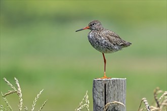 Common redshank (Tringa totanus) in breeding plumage perched on one leg on wooden fence pole along