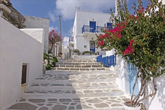 Alley with bougainvillea and oleander, Parikia, Paros, Clyclades, Greece, Europe