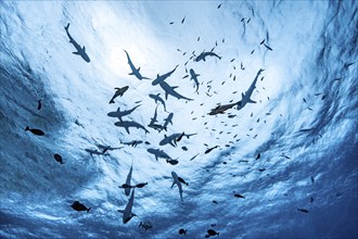 View of diver snorkeller from depth up to sea surface at water surface swimming pack swimming