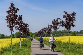 The avenue cycle path between Xanten and Marienbaum, Kalkar, on the Lower Rhine, former railway