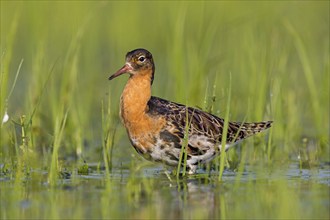 Ruff (Philomachus pugnax), male, Narew, Bialystok, Podlasie, Poland, Europe