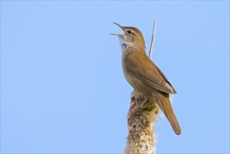 Savi's warbler (Locustella luscinioides) male singing from bulrush spike in wetland in spring