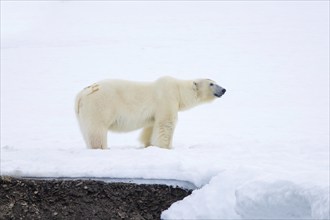 Solitary polar bear (Ursus maritimus), marked with painted number, hunting on snow plain along the