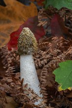 Common stinkhorn fungus (Phallus impudicus) in deciduous forest in autumn, fall