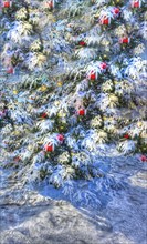 Christmas tree in the snow, Christmas tree, winter landscape, Christmas motif, Christmas, Christmas