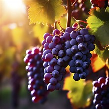 Harvest ready grape bunches with water droplets sparkling in the sunlight, AI generated