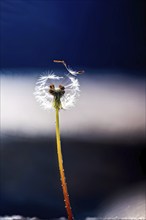 Macro shot of a dandelion (Taraxacum officinale), focusing on the fluffy seed head and fine