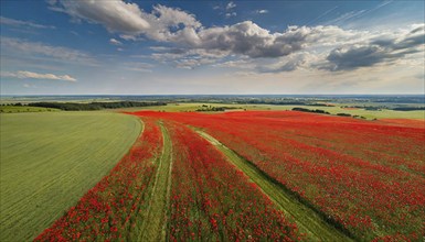 Agriculture, dense, intensely red blooming poppy field up to the horizon, aerial view, from above,