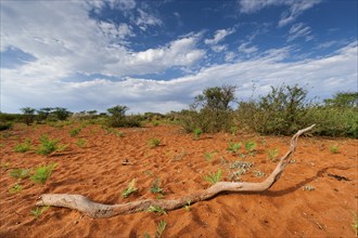 African steppe landscape, landscape, aridity, steppe, with red earth in the north-west of the